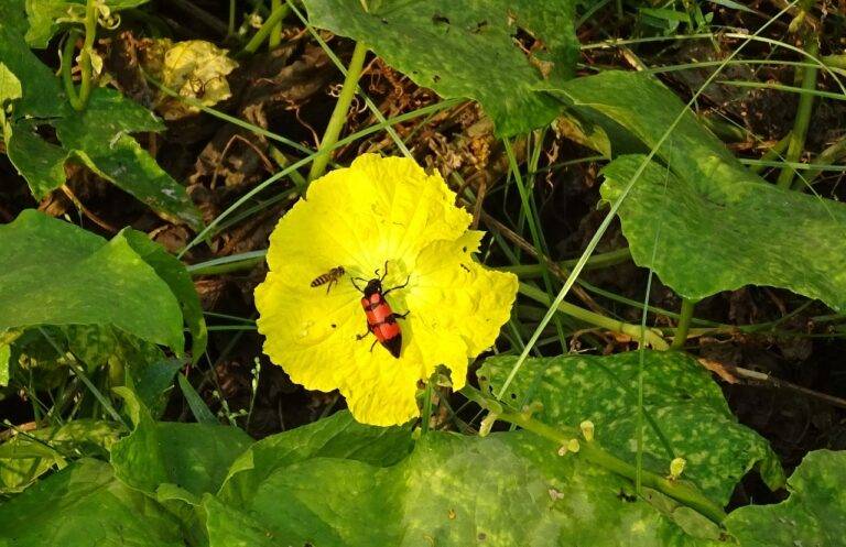 The Role of Political Debates in Educating the Public