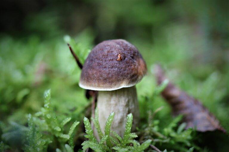 The Future of Fast Food: Healthier Options